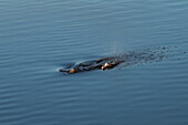 Zwei Flussdelfine (Inia geoffrensis), eine Mutter und ein Kalb, durchbrechen die glatte Oberfläche, um zu atmen, nahe Manaus, Amazonas, Brasilien, Südamerika