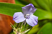 A delicate purple-blue spiderwort flower (Commelina coelestis) grows in flooded forest, near Manaus, Amazon, Brazil, South America