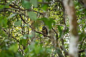 Ein Brillenkauz (Pulsatrix perspicillata) sitzt auf einem Zweig, nahe Manaus, Amazonas, Brasilien, Südamerika