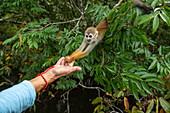 Ein Totenkopfäffchen (Gattung Saimiri) nimmt ein Stück Banane aus der Hand eines Touristen, nahe Manaus, Amazonas, Brasilien, Südamerika