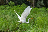 Ein Silberreiher (Ardea alba) fliegt aus dem hohen Gras, nahe Manaus, Amazonas, Brasilien, Südamerika