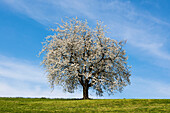 blossoming cherry tree, Weggis, Lake Lucerne, Canton of Lucerne, Switzerland