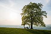 Old linden tree and circle of branches, at Michaelskreuz, sunset, near Küssnacht, Lake Lucerne, Canton of Lucerne, Switzerland