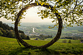 Old linden tree and circle of branches, at Michaelskreuz, sunset, near Küssnacht, Lake Lucerne, Canton of Lucerne, Switzerland