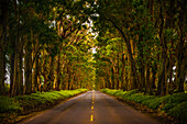Ein Baumtunnel erstreckt sich bis zum Horizont, während Licht auf die Straße unten rieselt, Koloa, Hawaii, Vereinigte Staaten von Amerika, Pazifik