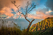 Ein einsamer Koa-Akazienbaum erstreckt sich bis zu den farbenfrohen Sonnenuntergangswolken über dem Kalalau Valley, Kokee State Park, Hawaii, Vereinigte Staaten von Amerika, Pazifik