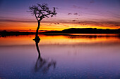 Sonnenuntergang, einsamer Baum in Milarrochy Bay, Loch Lomond und Trossachs National Park, Balmaha, Stirling, Schottland, Vereinigtes Königreich, Europa