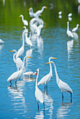 Gruppe von Silberreihern (Ardea alba) auf der Suche nach Nahrung in einem Teich, Sanibel Island, JN Ding Darling National Wildlife Refuge, Florida, Vereinigte Staaten von Amerika, Nordamerika