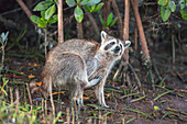 Raccoon (Procyon lotor) scratching himself, Sanibel Island, J.N. Ding Darling National Wildlife Refuge, Florida, United States of America, North America