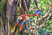 Hellrote Aras (Ara Macao), Corcovado Nationalpark, Halbinsel Osa, Costa Rica, Mittelamerika