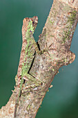 Mopsnasen-Anolis-Eidechse (Norops capito) getarnt, Costa Rica, Mittelamerika