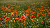 Poppy field, central Hesse, Germany