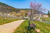 Almond trees and park bench on the Palatinate Almond Trail, German Wine Route, Southwest Palatinate, Rhineland Palatinate, Germany, Europe