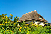 Thatched cottage in Ahrenshoop, Fischland-Darss-Zingst, Mecklenburg-West Pomerania, Germany