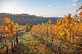 Vineyards in surroundings of Gavi, Alessandria, Piedmont, Italy, Europe