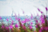 2 sailing boats on the Baltic Sea in front of purple beach flowers, Baltic Sea, Klostersee