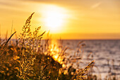 Grasses in the evening light over the sea, Baltic Sea, Ostholstein, Schleswig-Holstein, Germany