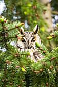 Waldohreule, schaut durch eine Tanne, Porträt, Vögel, Tiere, Deutschland