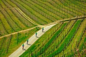 Radfahren durch Weinberge, Monteu Roero, Piemont, Italien, Europa