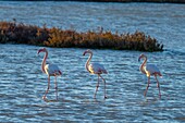 Flamingos, Route de Caharel, Saintes-Maries-de-la Mer, Camargue, Bouches du Rhone, Provence-Alpes-Cote d'Azur, Frankreich, Mittelmeer, Europa