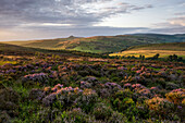 Ansicht der blühenden Heide unter Shutlinsloe bei Wildboarclough, Cheshire, England, Vereinigtes Königreich, Europa