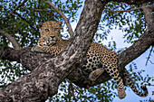 Ein Leopard, Panthera Pardus, liegt auf einem Ast und blickt nach unten