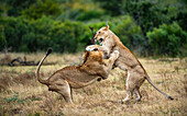 Two lions, Panthera leo, fight each other