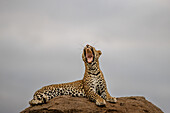 A female leopard, Panthera pardus, yawns and stretches lying on a rock