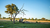 An African elephant, Loxodonta africana, stands on marshland under a dead tree