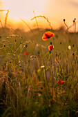 Leuchtenende Mohnblüten an einem sonnigen Frühlingsabend, Weilheim, Bayern, Deutschland