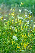 In the middle of a fragrant summer meadow, Bavaria, Germany
