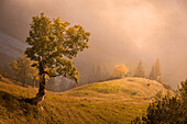 Bergahorn früh am Morgen im herbstlichen Sonnenlicht, Eng Alm, Hinterriß, Karwendel, Tirol, Österreich