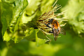 Brown bumblebee (Bombus pascuorum) collecting pollen, Bavaria, Germany