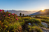Sunrise in the Alps, blooming alpine roses, Krahberg, Mount Venet, lies on the E5 European long-distance hiking trail, Zams, Tyrol, Austria