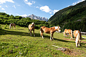 Haflinger, horses, Mittagskogel behind, 3162 meters high, Tieflehn, Pitztal, Tyrol, Austria