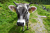 Freilaufende Kuh, Bergsteigerdorf Vent, Ötztal, Tirol, Österreich