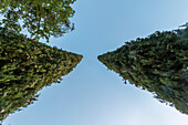 Zwei Zypressen ragen in den Himmel, Sasso d`Ombrone, Toskana, Italien