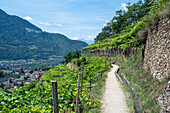 Weinhang, Waalweg, Wanderweg, Algund, Südtirol, Alto Adige, Italien