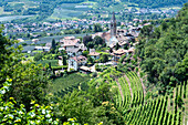 Blick auf Algund, Weinhänge, Südtirol, Alto Adige, Italien