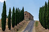 Driveway to a farmhouse, cypresses, cypress avenue, Province of Siena, Tuscany, Italy