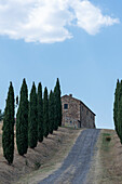 Auffahrt zu einem Bauernhaus, Zypressen, Zypressenallee, Provinz Siena, Toskana, Italien