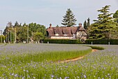 Champ De Lin En Fleur, Rugles, Eure, Normandie, Frankreich