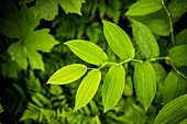 Close-up of green leaves