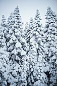Schneebedeckte Nadelbäume