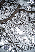 Close-up of snow covered bare branches