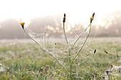 Spinnennetz auf Löwenzahnblumen auf der Wiese bei Sonnenaufgang