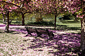 UK, London, Bench and blooming cherry trees in Greenwich park