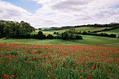 Poppy field and green hills