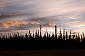 Canada, Yukon, Whitehorse, Silhouettes of trees against sunset sky