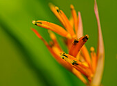 Nahaufnahme von Heliconia Blume